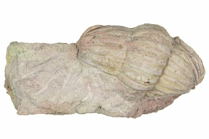 Bargain, Enrolled Niobe Frontalis Trilobite - Russia #363263